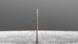Small Plum Tree 2m - Winter Season tree, plant, winter, garden, small, baum, nature, game-ready, blender-3d, seasons, plum, vis-all-3d, 3dhaupt, software-service-john-gmbh, low-poly, lowpoly, wood, leaves