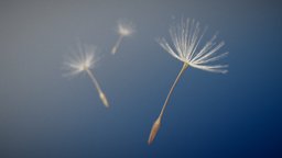 SculptJanuary19 Day06: Minimalistic - Tiny flower, b3d, small, seed, tiny, minimalist, dandelion, minimalistic, blender, blender3d, sculptjanuary19