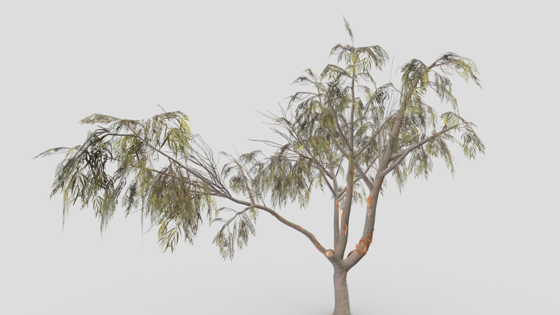This is a low poly model of the Eucalyptus Aus Tree. I made this file for game developers and I try to provide lowpoly model.