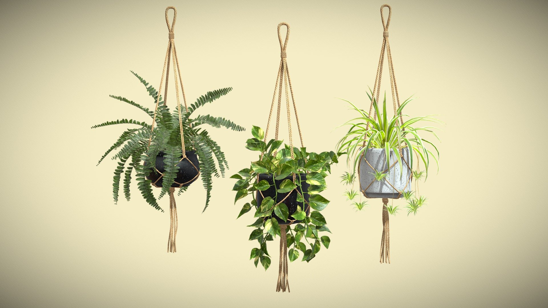 Hanging Plants 01

This selection of indoor exotic plants will provide a level of detail that will take your visualizations to the next level.
Models can be subdivided for more definition.




Pothos

Boston Fern

Chlorophytum

4k Textures




Vertices  173 623

Polygons  154 851

Triangles 297 996

