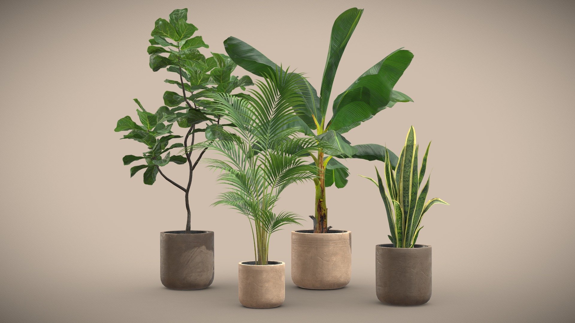 Indoor Plants Pack 24

This selection of indoor exotic plants will provide a nice touch to your interior renders. 




Musa Paradisiaca

Ficus Lyrata

Sanseviera

Areca Palm

4k Textures




Vertices  61 098

Polygons  51 049

Triangles 99 944
