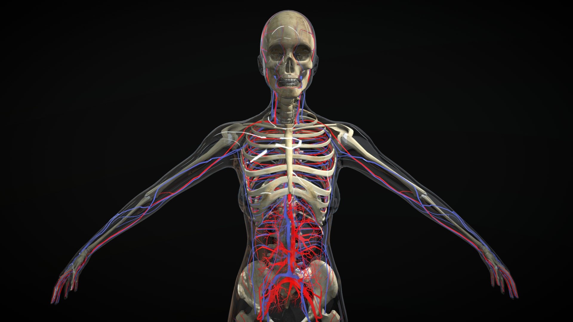 x-Ray Female Skin showing Circulatory System with Skeleton.  Download includes: OBJ, FBX, Maya 2018 (Arnold Render), 3D Studio Max 2016 (Mental Ray Render).  Both Maya and 3DSMax files include xRay shaders for skin.