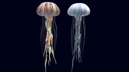 Compass Jellyfish compass, fish, underwater, tentacles, realistic, jellyfish, loop, ocean-creatures, chrysaora, animated, sea, hysoscella