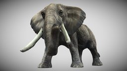 Big Elephant elephant, africa, animals, bigfive, animal