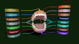 Teeth anatomy - Human teeth structure anatomy, people, teeth, tongue, woman, gums, downloadable, man, female, structure, free, human, male, textured