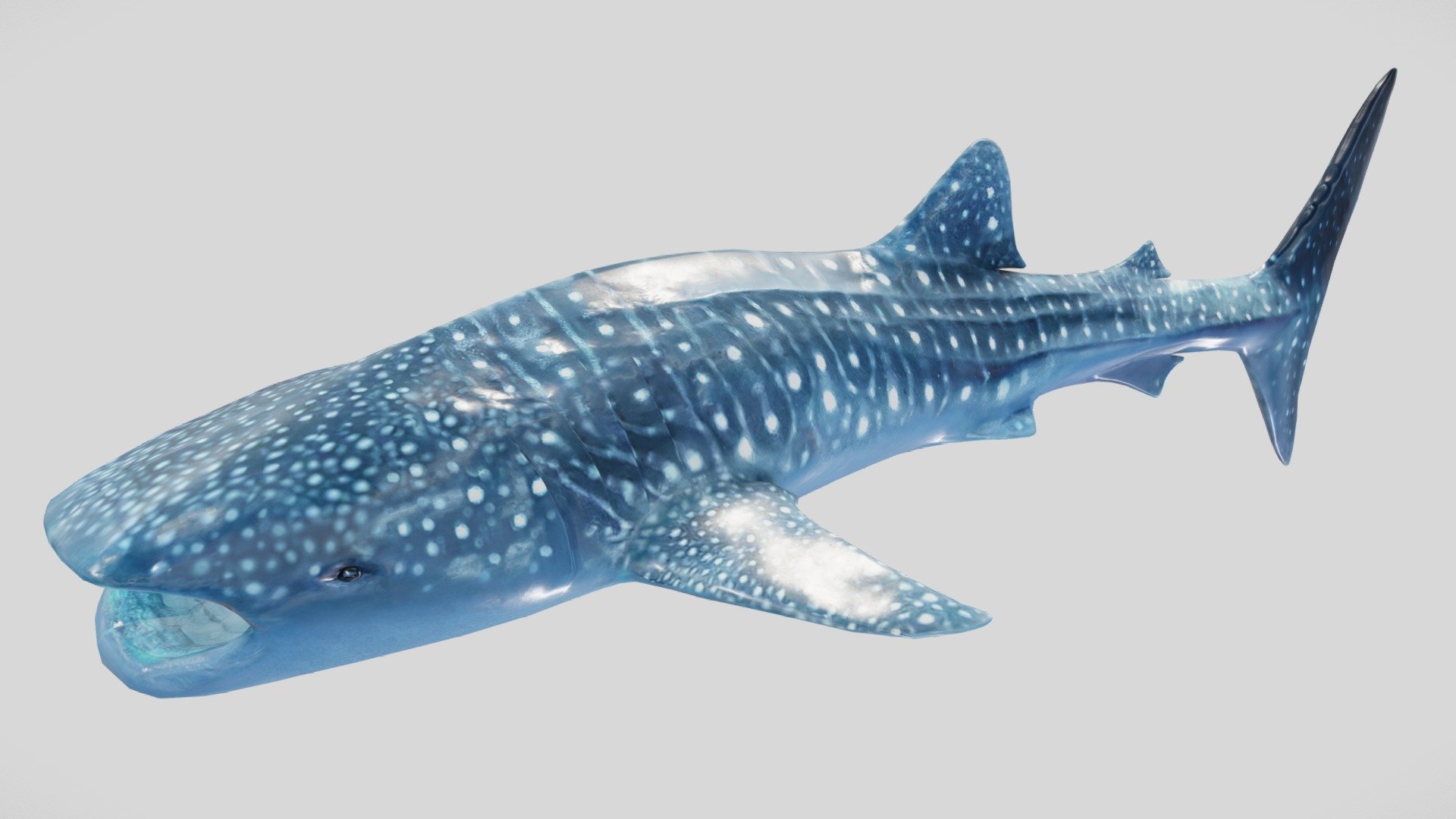 This Whaleshark comes animated, with a 4096x2048 diffuse and Normal Map.
It also comes with an Unreal Engine project, complete with an animated spline system.