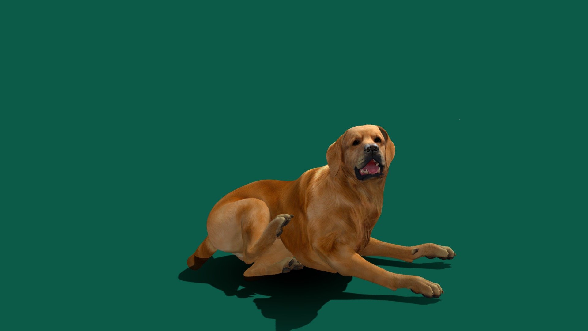 Game Ready Retriever Dog 
Retriever Dog 
The Golden Retriever is a Scottish breed of retriever dog of medium size. It is characterised by a gentle and affectionate nature and a striking golden coat. It is commonly kept as a pet and is among the most frequently registered breeds in several Western countries. Wikipedia
Colors: Dark Golden, Light Golden, Cream, Golden
Temperament: Friendly, Intelligent, Kind, Reliable, Trustworthy, Confident
Life expectancy: 10 – 12 years
Origin: United Kingdom, Scotland, England
Weight: Female: 25–32 kg, Male: 30–34 kg
Height: Female: 51–56 cm, Male: 56–61 cm
The Kennel Club: standard