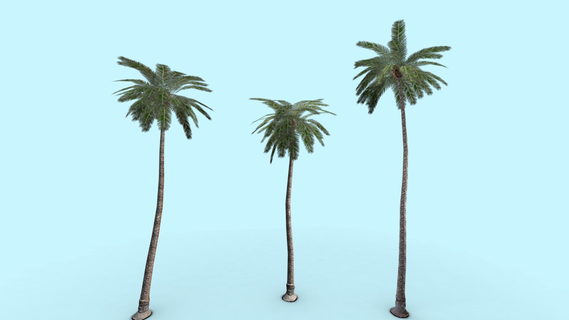 IF YOU DOWNLOAD PLEASE LIKE!
Base Scanned in Polycam and tree built in blender, 4k base color and normal, 2k leaf and 2k trunk texture