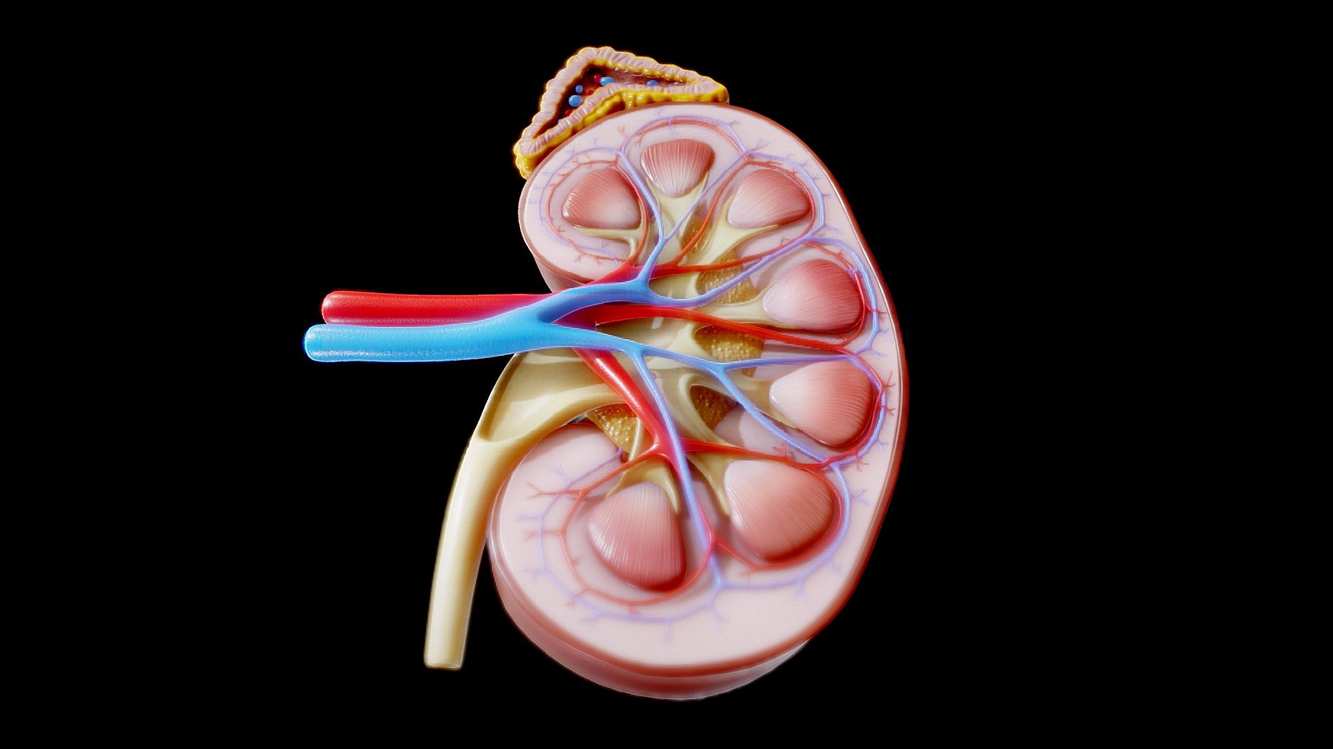 Kidney Cross Section Anatomy

The kidneys are two reddish-brown bean-shaped organs found in vertebrates. They are located on the left and right in the retroperitoneal space, and in adult humans are about 12 centimetres in length.They receive blood from the paired renal arteries; blood exits into the paired renal veins. Each kidney is attached to a ureter, a tube that carries excreted urine to the bladder.




Format: FBX, OBJ, MTL, glb, glft, Blender v3.4.1

Optimized UVs (Non-Overlapping UVs)

4k Maps (PBR)

Base Color (Albedo)

Normal Map

AO Map

Metallic Map

Roughness Map

Height Map

Render scene in Blender

