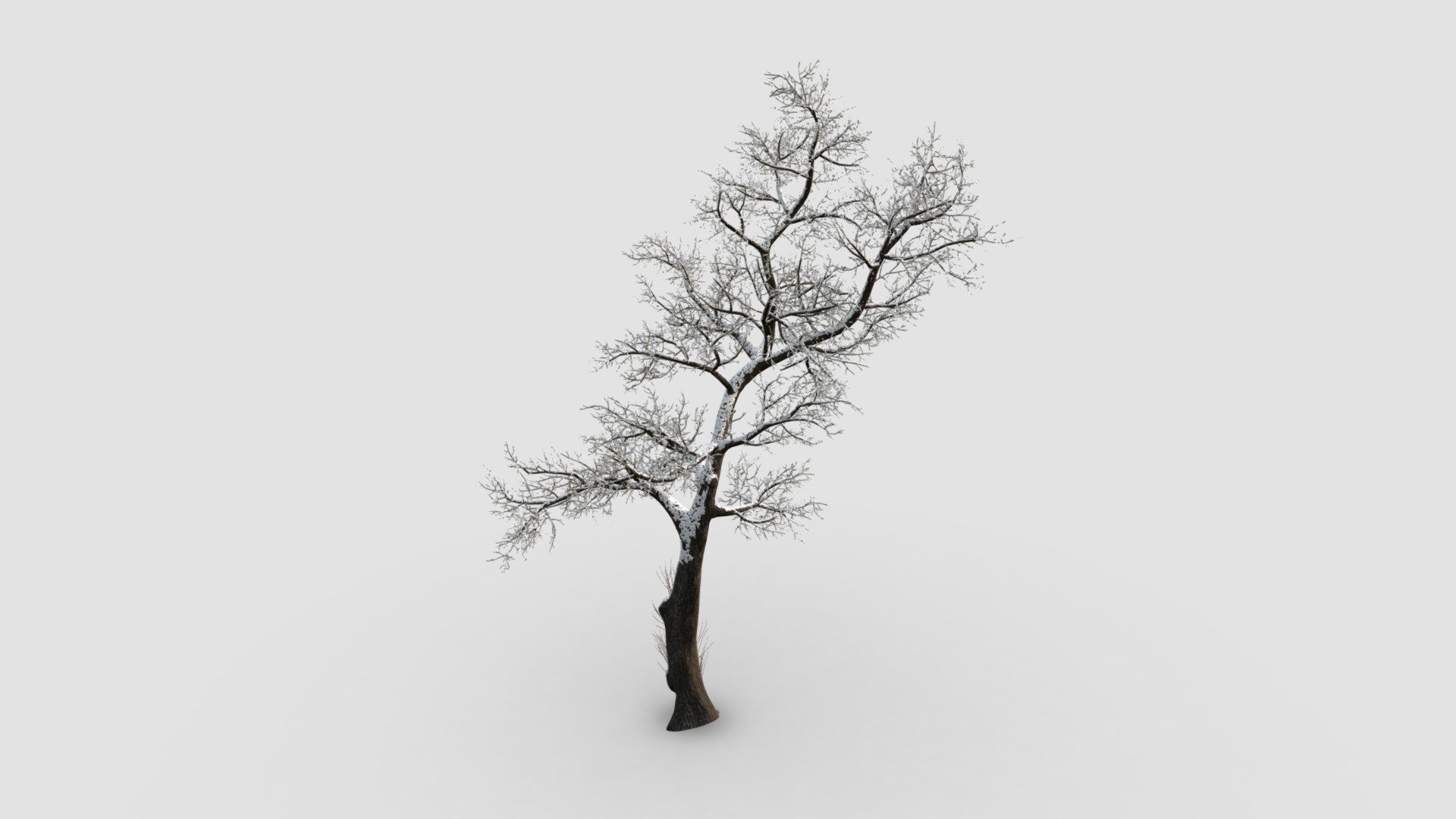 Highly detailed model of plant with all textures, shaders and materials. It is ready to use, just put it into your scene.