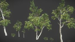 Birch Pack trees, tree, plant, forest, cute, plants, assets, shrub, vegetation, foliage, bark, nature, bush, birch, environment-assets, foliage-nature, lowpoly, gameasset, stylized, gameready, environment, noai