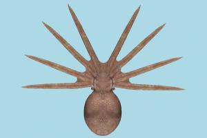 Octopus octopus, sea-creature, fish, fishing, sea, nature, ocean