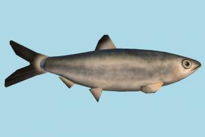 Sardine Fish sardine, fish, sea-creature, fishing, sea, ocean, aquarium