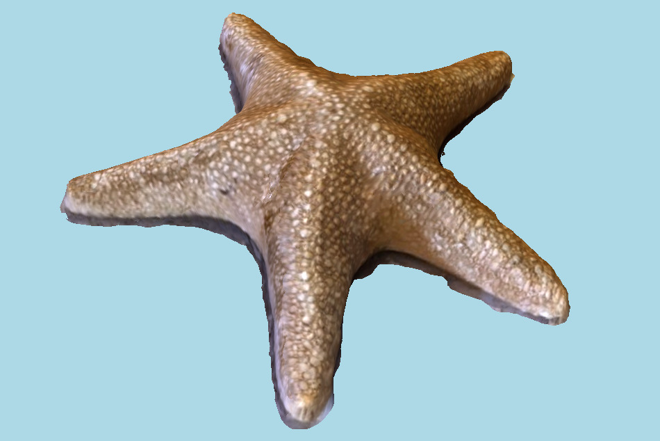 Star Fish 3d model