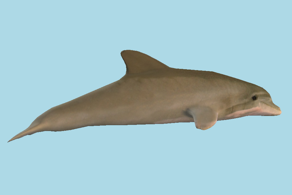 Dolphin 3d model