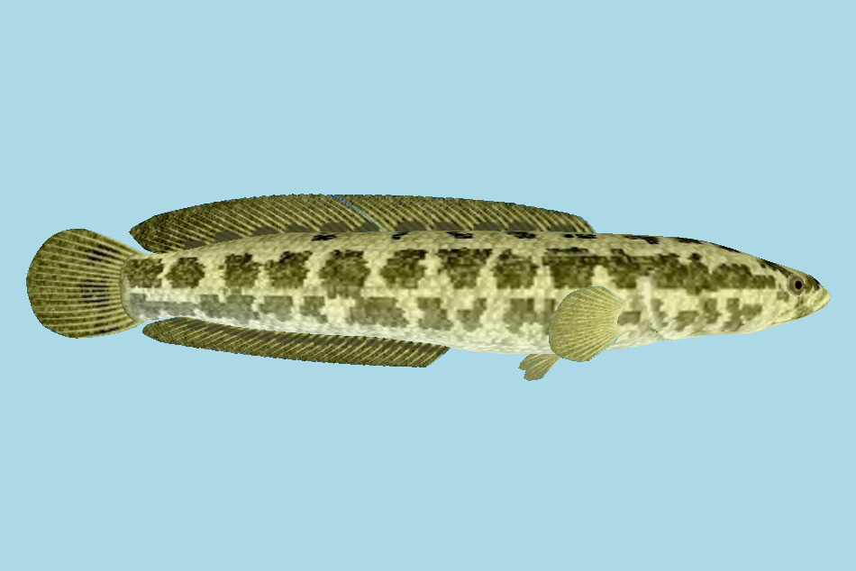 Fish 3d model