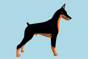Doberman dog, animal, animals, wild