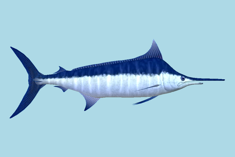 Shark 3d model