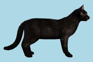 Cat cat, pet, animal, animals, nature, black