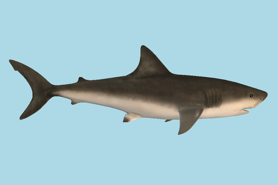 Underwater Shark 3d model