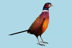 Pheasant pheasant, parrot, bird, air-creature, nature