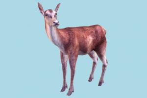 Deer deer, gazelle, elk, reindeer, animal, animals, wild, nature, mammal, ruminant, zoology, predator, prey