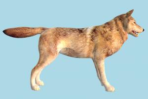 Wolf wolf, fox, dog, wild, nature, animal, animals