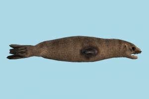 Seal seal, pinniped, dugong, whale, sea-creature, sea