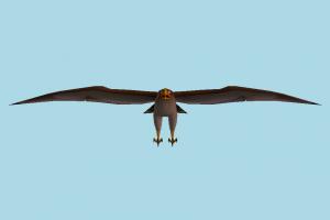 Bird bird, air-creature, falcon, eagle