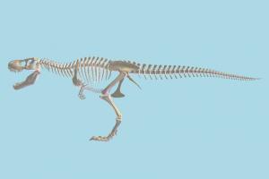Skeleton skeleton, medical, anatomy, dinosaur, anatomization, dissection, vivisection, autopsy, study, bones, skull