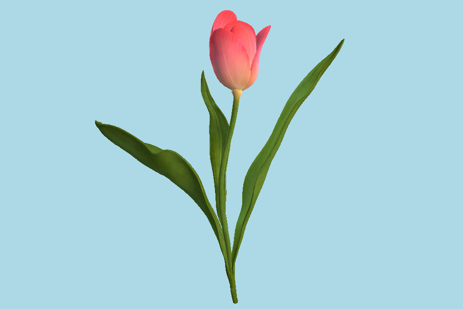 Tulib 3d model