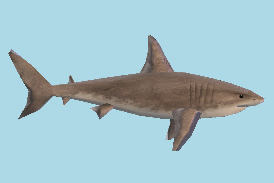 Great White Shark 3d model