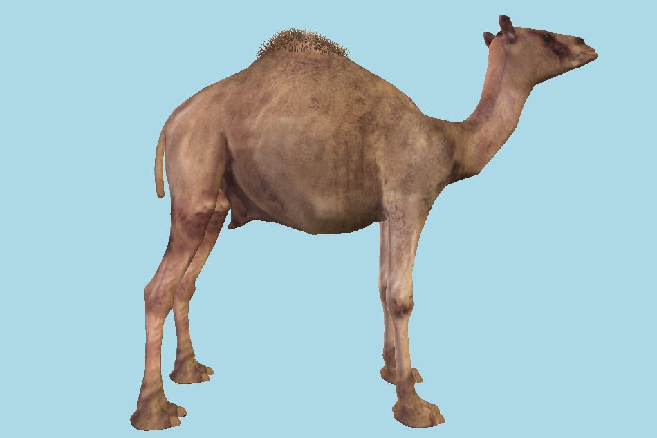 Camel 3d model