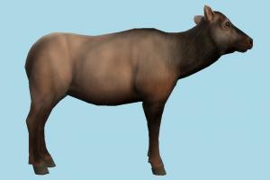Elk deer, gazelle, elk, reindeer, sheep, animal, animals, wild, nature, mammal, ruminant, zoology, predator, prey