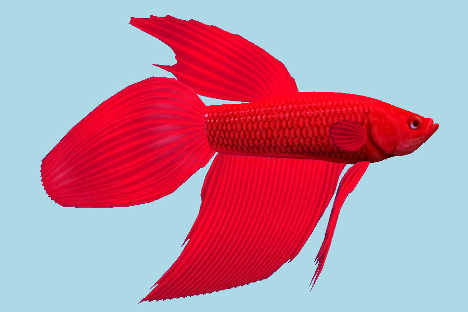 Fish 3d model