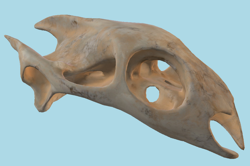 Turtle Skull 3d model