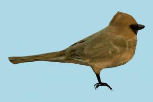 Bird bird, air-creature, nature