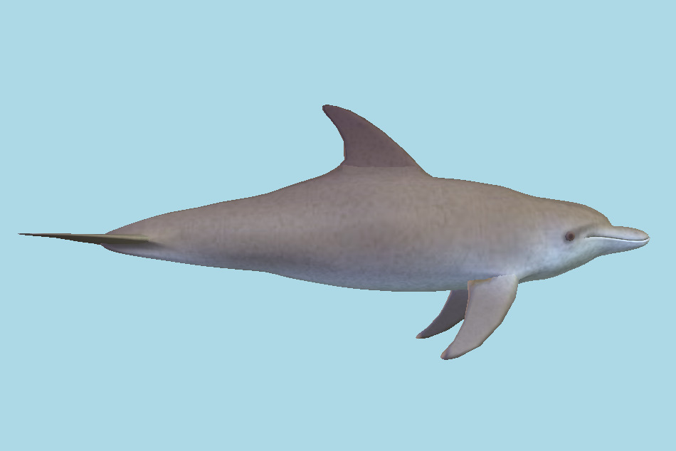 Dolphin 3d model