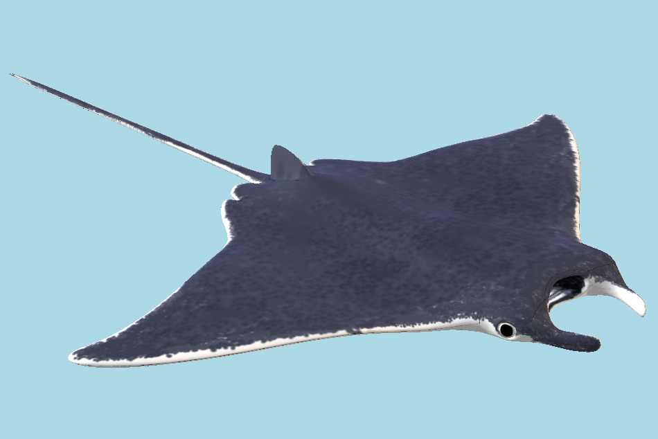 Manta Ray 3d model