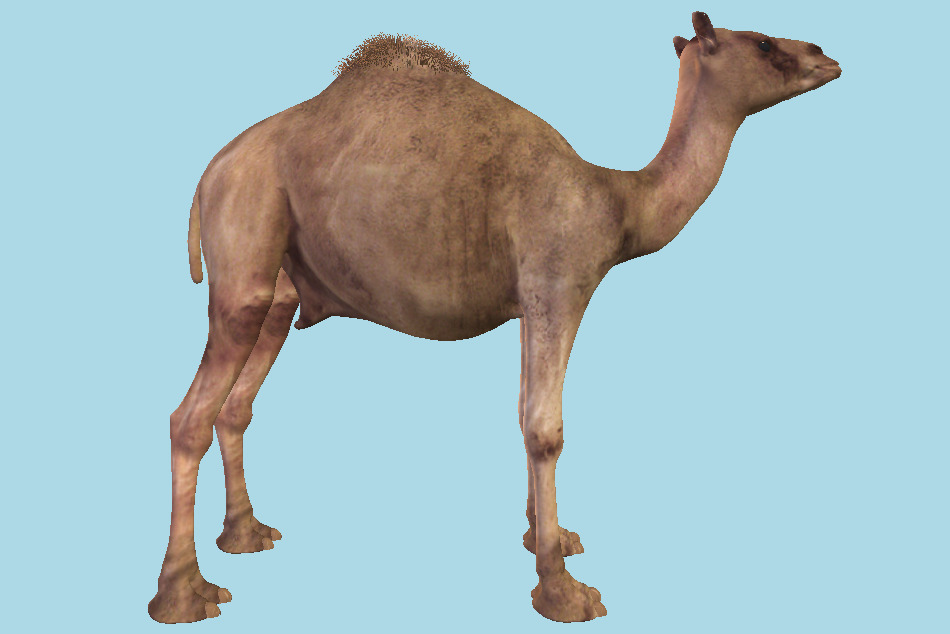 Camel Animal 3d model