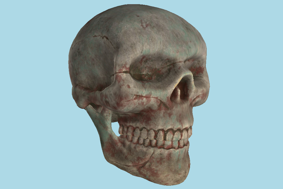 Human Skull 3d model