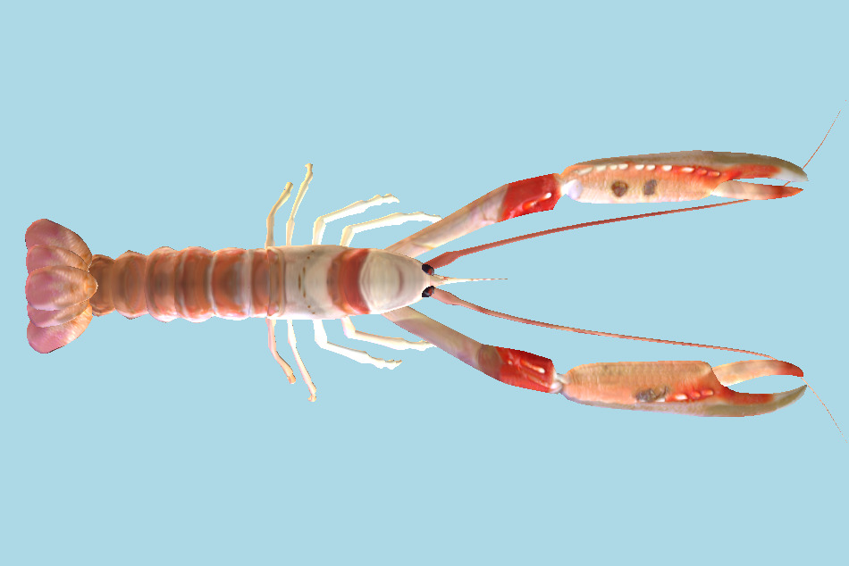Lobster 3d model