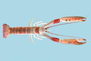 Lobster lobster, prawn, crab, sea-creature, fishing, sea, creature, nature