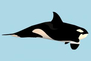 Whale dolphin, whale, shark, fish, sea-creature, fishing, sea