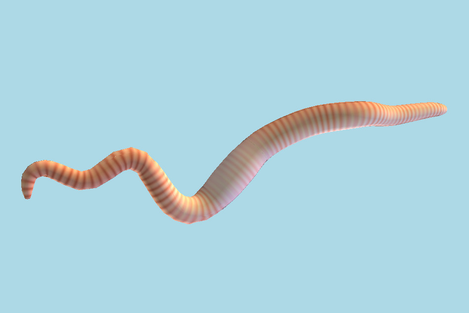 Worm 3d model