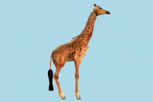 Giraffe giraffe, animal, animals, wild, nature, mammal, ruminant, zoology, zoo