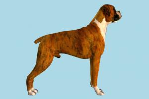 Dog dog, animal, animals, wild, nature