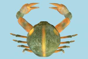 Crab crab, sea-creature, fish, fishing, sea, nature, ocean
