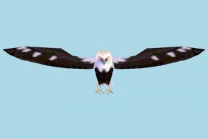 Eagle eagle, falcon, bird, air-creature, nature, predator, wild, lowpoly