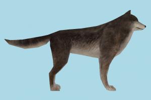 Wolf wolf, fox, dog, animal, animals, wild, nature